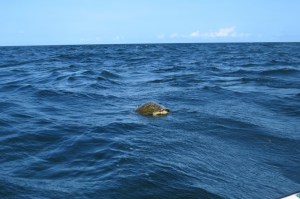 Green turtle - Kiunga Marine National Reserve Copyright Maya Mangat