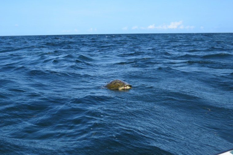 Green turtle - Kiunga Marine National Reserve Copyright Maya Mangat