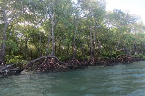 Tall mangrove trees near Mkokoni, Kiunga Marine National Reserve Copyright Maya Mangat