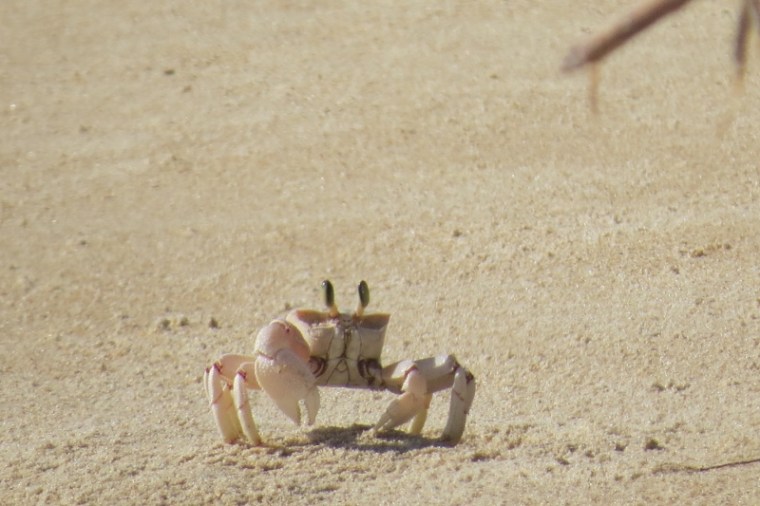 Ghost crabs runing around on the beach at Kiunga Marine National Reserve Copyright Maya Mangat