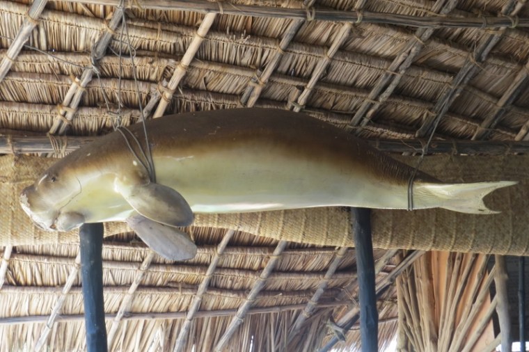 Rare dugong - about 12 left in Kenya around Kiunga Marine National Reserve Copyright Maya Mangat