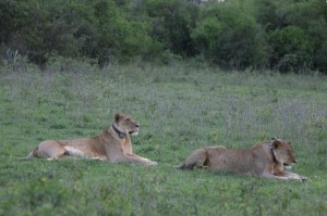 Both Flir and Valentine May 23 2017 when they came out of the dens in Soysambu Conservancy 2017 copyright Kat Combes