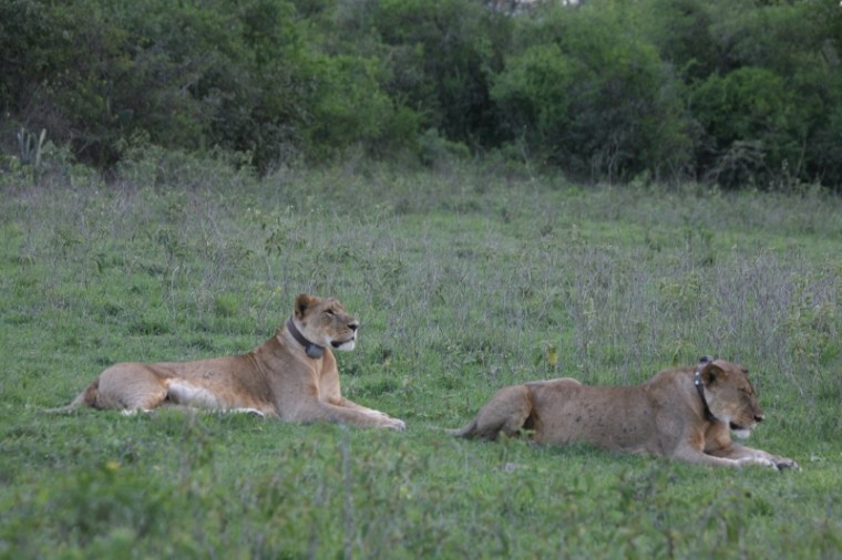 Both Flir and Valentine May 23 2017 when they came out of the dens in Soysambu Conservancy 2017 copyright Kat Combes