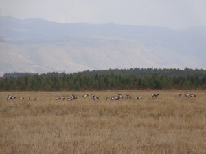 Flock of Grey crowned cranes by Lake Ol Bolossat in the shadows of the Aberdaresin central Kenya Copyright Rupi Mangat