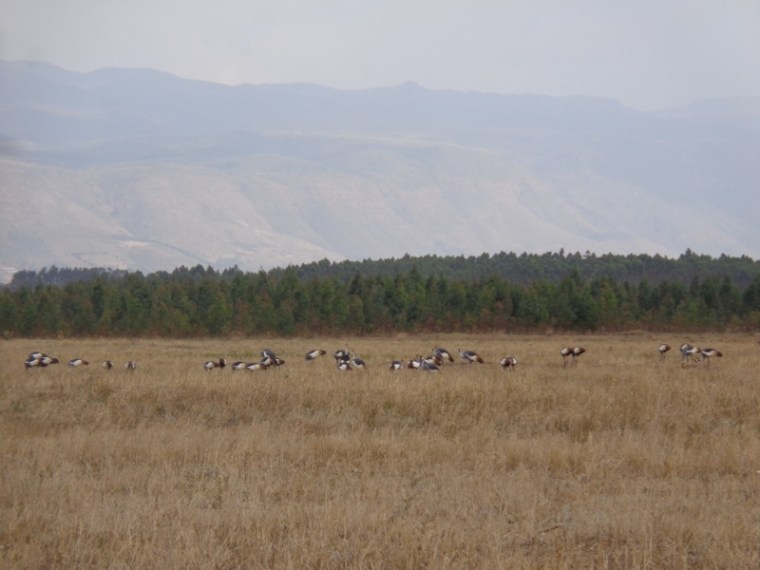 Flock of Grey crowned cranes by Lake Ol Bolossat in the shadows of the Aberdaresin central Kenya Copyright Rupi Mangat