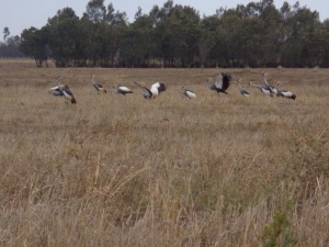 Mating dance of Grey crowned cranes by Lake Ol Bolossat in the shadows of the Aberdares in central Kenya Copyright Rupi Mangat