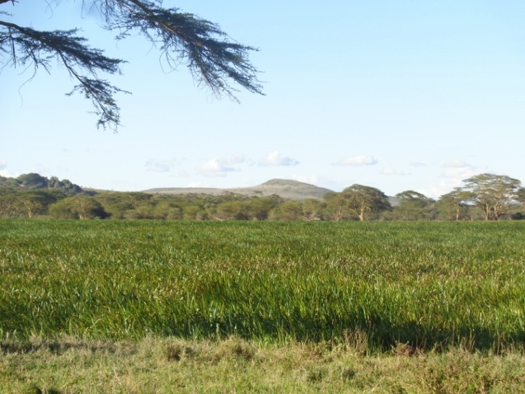 The rich swamp at Lewa -copyright Rupi Mangat