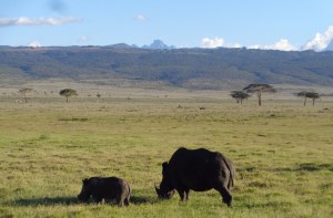 Southrern white rhino female and her calf at Lewa Conservancy with Mount Kenya as a backdrop Copyright Rupi Mangat