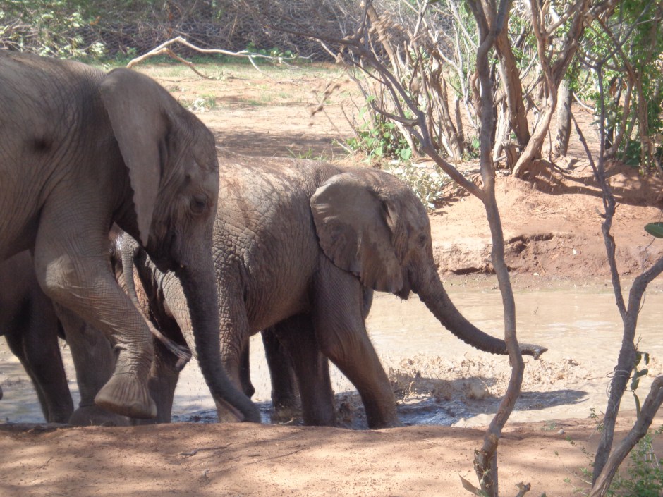 The orphans at Reteti Elephant Sanctuary in Namunyak Conservancy Copyright Rupi Mangat
