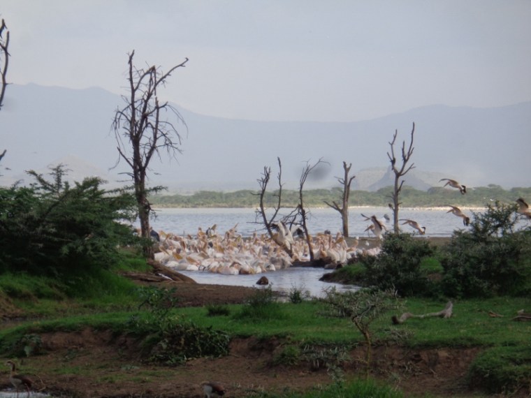 Great White pelicans Soysambu 27 May 2017 rupi mangat copyright