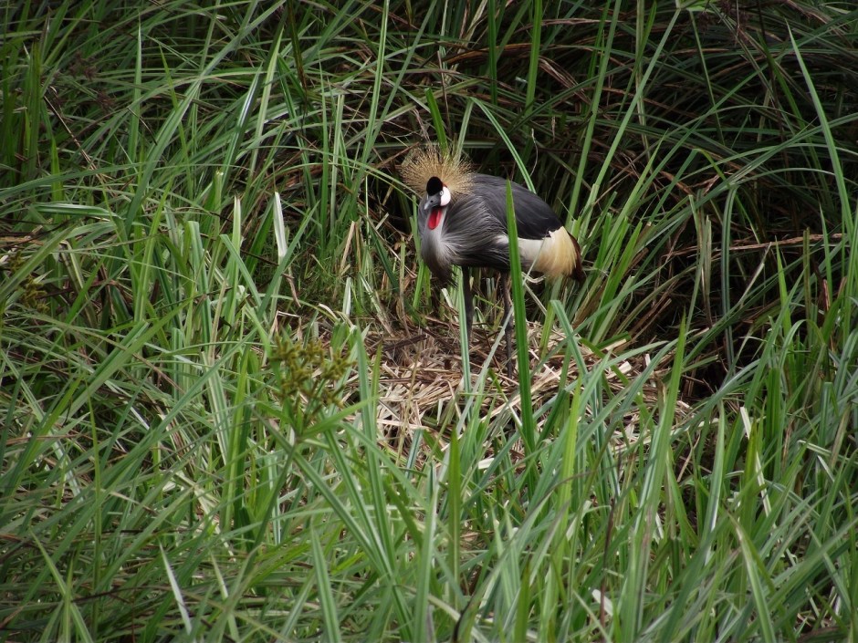 Grey Crowned Crane on its nest Copyright: International Crane Foundation / Endangered Wildlife Trust Partnership