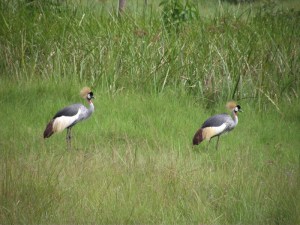 Grey Crowned Cranes pair for life Courtesy: International Crane Foundation / Endangered Wildlife Trust Partnership