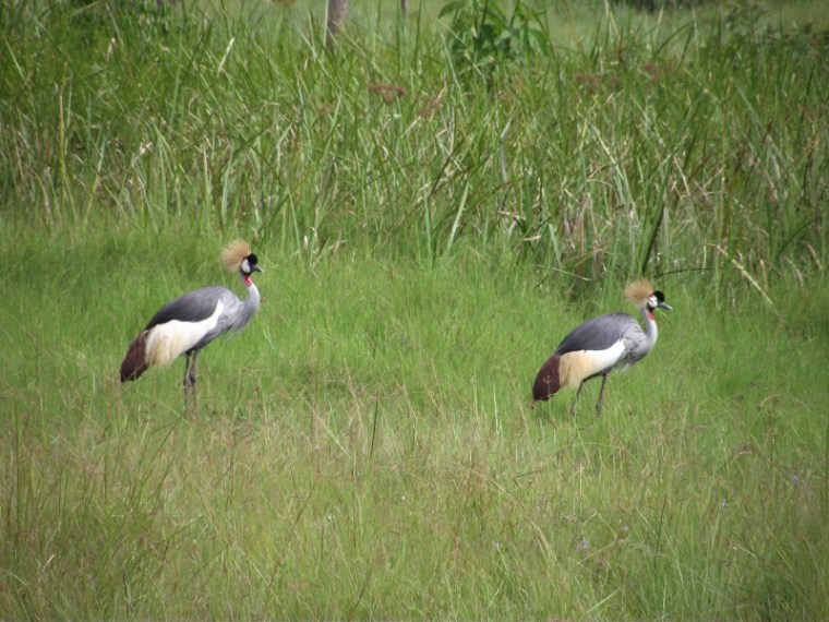 Grey Crowned Cranes pair for life Courtesy: International Crane Foundation / Endangered Wildlife Trust Partnership