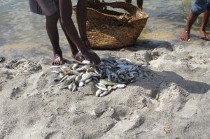 Fresh catch of the day on Pate island Copyright Maya Mangat