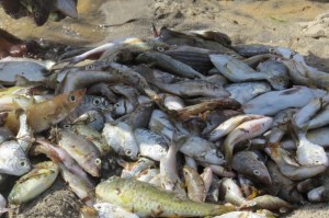 Fresh catch of the day on Pate island Copyright Maya Mangat