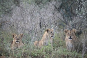 Flir's cubs in Soysambu Conservancy 2017 copyright Kat Combes