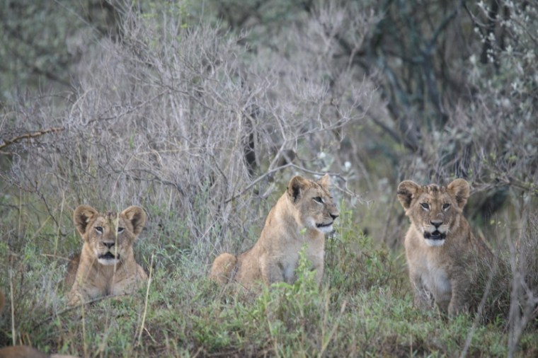 Flir's cubs in Soysambu Conservancy 2017 copyright Kat Combes