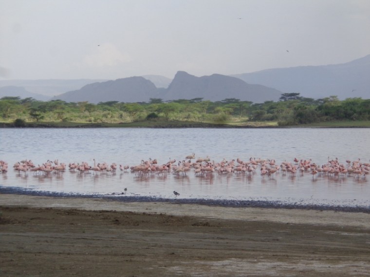 Lesser flamingoes in Lake Elmenteita against Delamere's Nose (the hill in the background) - Soysambu 27 May 2017 Copyright Rupi Mangat