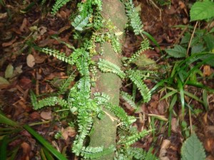 forest patterns Copyright Rupi Mangat