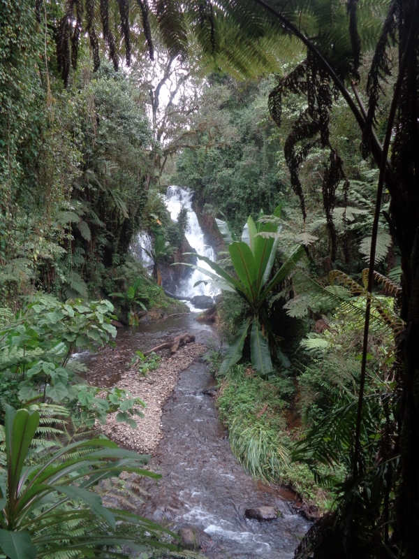 Waterfall at Castle Forest Lodge Copyright Rupi Mangat