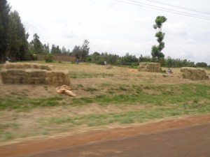 Bales of hay for sale near Mwea Copyright Rupi Mangat