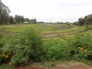 Mwea rice paddies Copyright Rupi Mangat