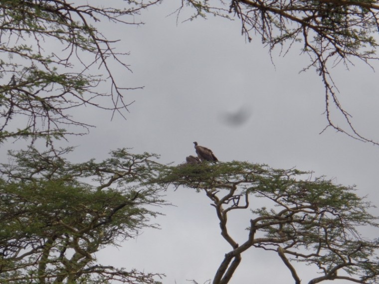 White backed-vultures at Swara Plains outside Nairobi Copyright Rupi Mangat