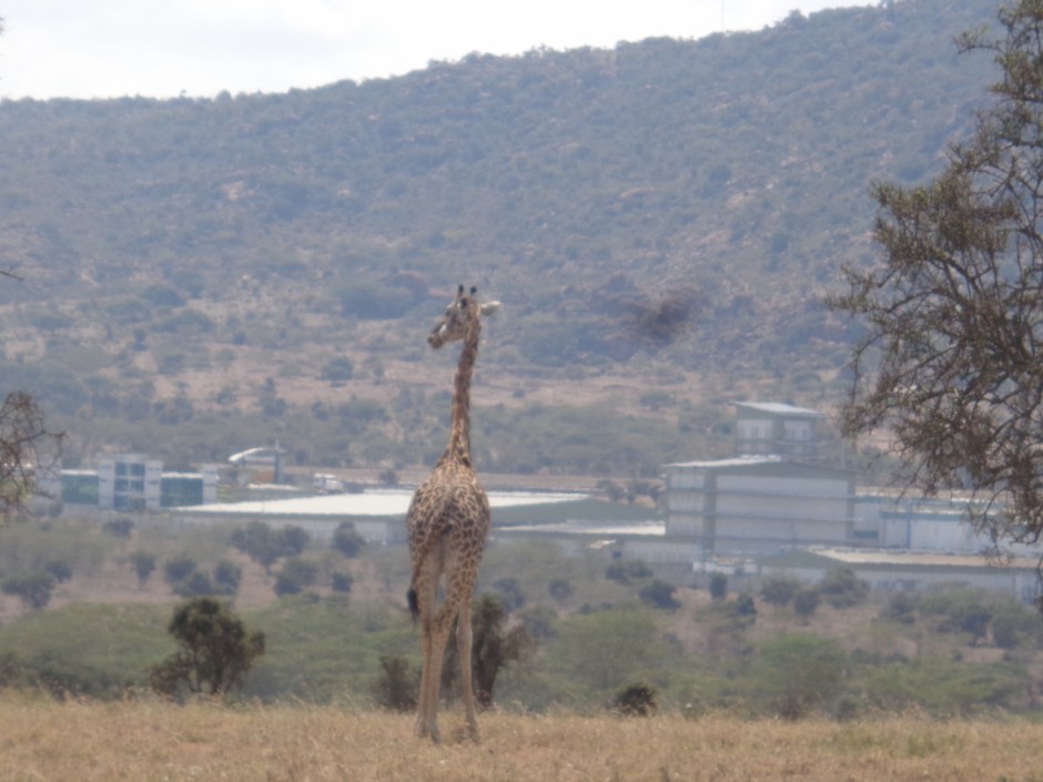 Masai giraffe looking at cement factory by Lukenya Hill on Athi-Kapiti plains outside Nairobi Copyright Rupi Mangat
