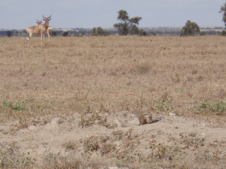 Coke's hartebeest and Striped ground squirrel on Swara Plains outside Nairobi Copyright Rupi Mangat