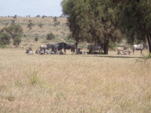 Wildebeest on Swara Plains outside Nairobi Copyright Rupi Mangat