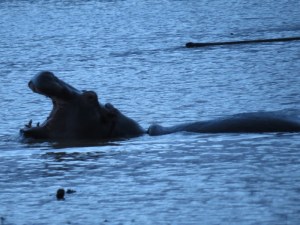 Hippo emerging in the evening at Hippo pool Nyahururu Copyright Maya Mangat