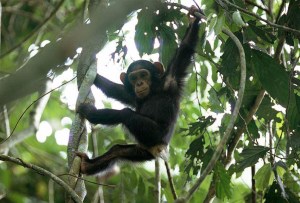 Chimpanzee baby playing in the forest Image by: Michael Nichols