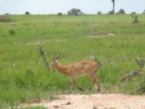Uganda cob Copyright: Rupi Mangat