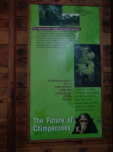 The chimpanzee sanctuary at Budongo Forest near Murchsion Falls. Copyright: Rupi Mangat