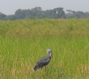 Shoebill stork - we saw two - of the 500-1000 at Ziwa Rhino Sanctuary The pharoahs knew of them. Copyright: Rupi Mangat