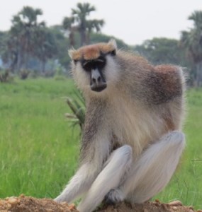 Patas monkey - a terrestrial monkey that likes the grasslands. It's the fastest running primate - not see much in Kenya. Copyright Rupi Mangat
