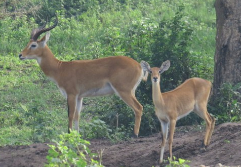 Uganda Kob Copyright Rupi Mangat