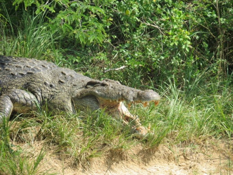 The Nile crocodile on the banks of the Nile near Murchison Falls - copyright Rupi Mangat