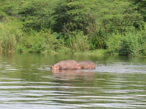 Hippos on the Nile - they lifted the Bakers boat out of the water forcing them to abandon their sail in 1864 Copyright Rupi Mangat