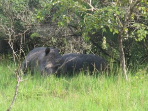 Southern white rhino at Ziwa Rhino Sanctuary Copyright: Rupi Mangat