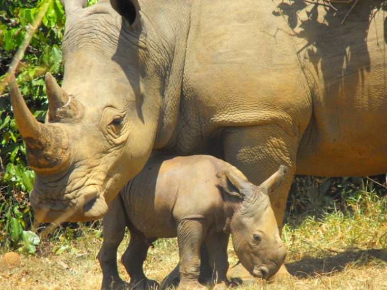 Mum and Babe southern white rhino at Ziwa Courtesy - Angie Genade, Executive Director Rhino Fund Uganda