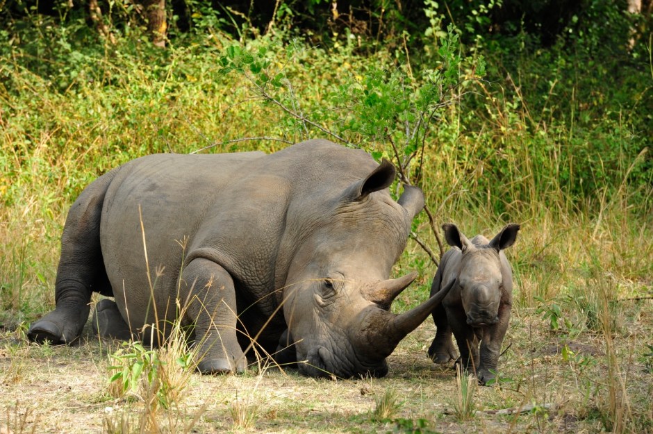Caring moment - Mother rhino and calf at Ziwa Rhino Sanctuary Courtesy: Angie Genade Executive Director Rhino Fund Uganda