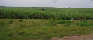 Sugar cane outside Jinja Copyright Rupi Mangat