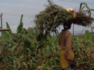 Local farmer outside Jinja Copyright Rupi Mangat
