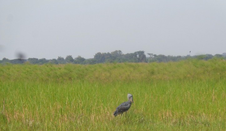 Rare bird of the swamps - the shoebill stork on community land near Ziwa Rhino sanctuary Copyright: Rupi Mangat