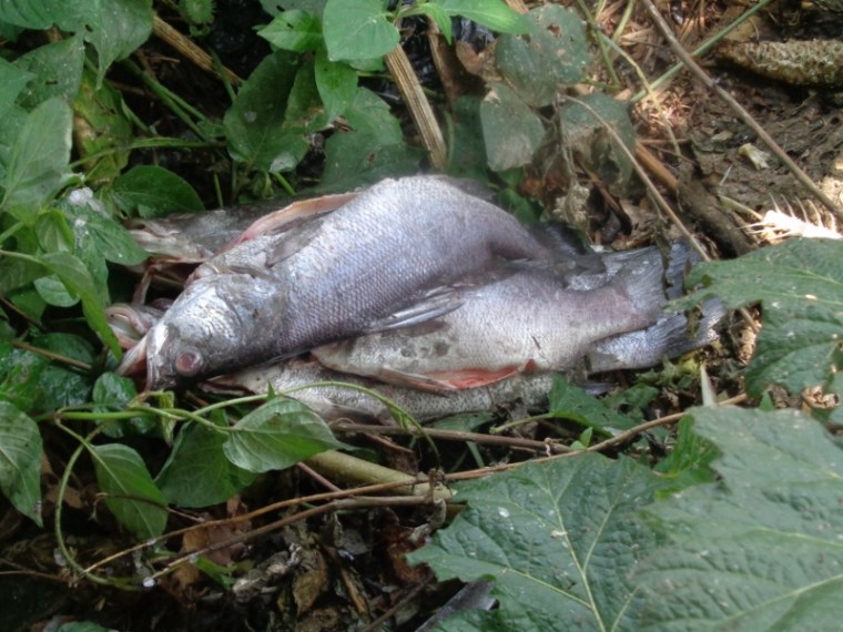 Undersized Nile perch at the one private island of Idi Amin Copyright Rupi Mangat