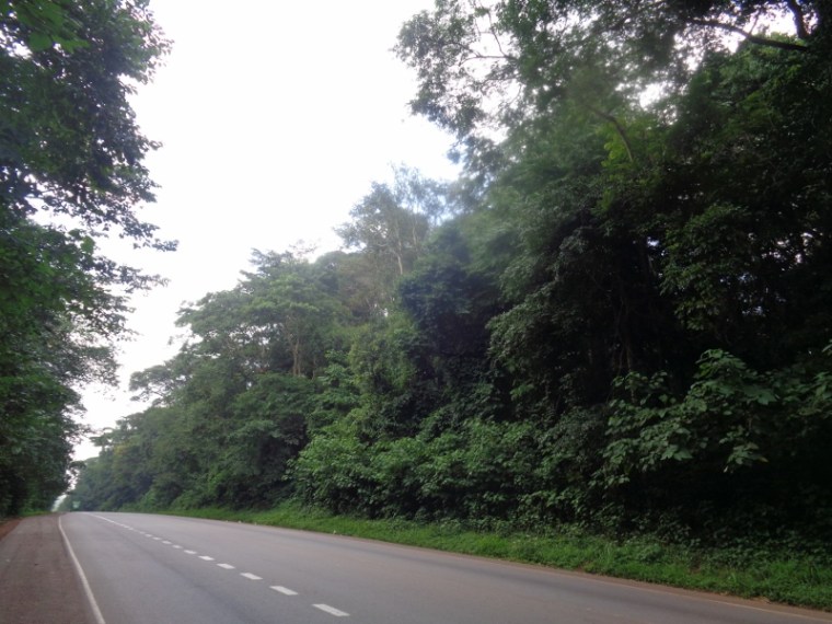 The amazing 300-square-kilometer Mabira Rain forest near Jinja - copyright Rupi Mangat.