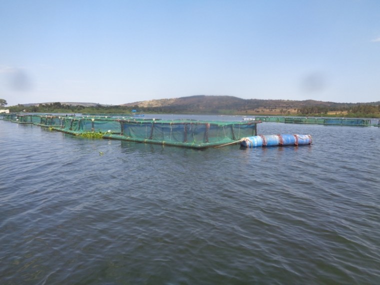 Breeding cages for tilapia underwater Copyright Rupi Mangat.