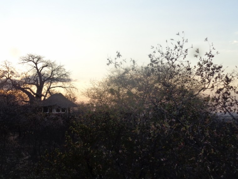Treetops Tarangire - copyright Rupi Mangat