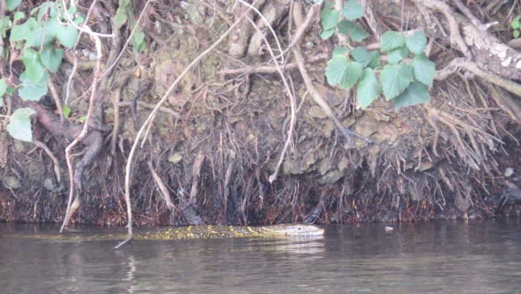 Monitor lizard on the bay on the Nile Copyright Rupi Mangat